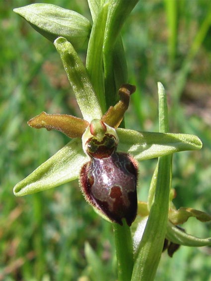 Or. papilionacea, Op. tenthredinifera, Op. sphegodes .......